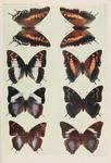 ...bushveld emperor (Charaxes achaemenes), two-tailed pasha (Charaxes jasius), blue-spangled empero