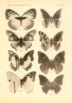 ...araxes acraeoides, two-tailed pasha (Charaxes jasius), Eudoxus charaxes (Charaxes eudoxus mechow...