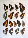 white-barred emperor (Charaxes brutus), two-tailed pasha (Charaxes jasius), giant emperor (Chara...