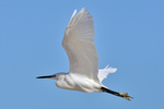 little egret (Egretta garzetta)