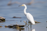 little egret (Egretta garzetta nigripes)