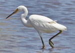 little egret (Egretta garzetta nigripes)