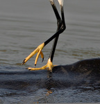 little egret (Egretta garzetta)