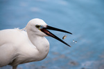 little egret (Egretta garzetta)