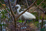 little egret (Egretta garzetta)