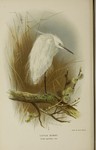 little egret (Egretta garzetta)