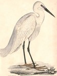 little egret (Egretta garzetta garzetta)