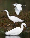 little egret (Egretta garzetta)