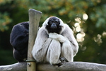 pileated gibbon (Hylobates pileatus)