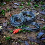 red-headed krait (Bungarus flaviceps)