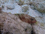 red hind (Epinephelus guttatus)