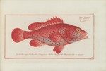 red hind (Epinephelus guttatus)