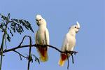 red-vented cockatoo (Cacatua haematuropygia)