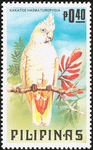 red-vented cockatoo (Cacatua haematuropygia)