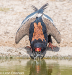 bateleur eagle (Terathopius ecaudatus)