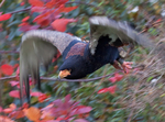 bateleur eagle (Terathopius ecaudatus)