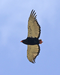 bateleur eagle (Terathopius ecaudatus)