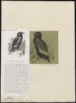 bateleur eagle (Terathopius ecaudatus)