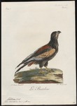 bateleur eagle (Terathopius ecaudatus)