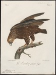bateleur eagle (Terathopius ecaudatus)