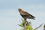 bateleur eagle (Terathopius ecaudatus)