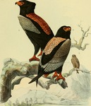 bateleur eagle (Terathopius ecaudatus)