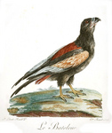 bateleur eagle (Terathopius ecaudatus)