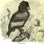 bateleur eagle (Terathopius ecaudatus)