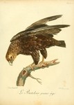 bateleur eagle (Terathopius ecaudatus)