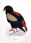 bateleur eagle (Terathopius ecaudatus)