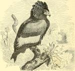 bateleur eagle (Terathopius ecaudatus)