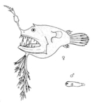 illuminated netdevil (Linophryne arborifera)