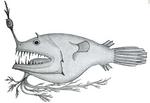 illuminated netdevil (Linophryne arborifera)