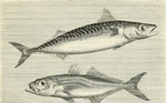 Atlantic mackerel (Scomber scombrus), Atlantic horse mackerel (Trachurus trachurus)