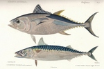 Atlantic bluefin tuna (Thunnus thynnus), Atlantic mackerel (Scomber scombrus)