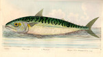 Atlantic mackerel (Scomber scombrus)