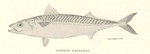 Atlantic mackerel (Scomber scombrus)