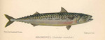 Atlantic mackerel (Scomber scombrus)