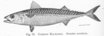 Atlantic mackerel (Scomber scombrus)