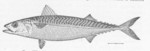 Atlantic mackerel (Scomber scombrus)