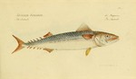 Atlantic mackerel (Scomber scombrus)