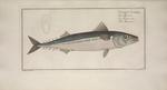 Atlantic mackerel (Scomber scombrus)