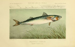 Atlantic mackerel (Scomber scombrus)