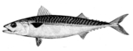 Atlantic mackerel (Scomber scombrus)