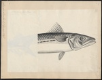 Atlantic mackerel (Scomber scombrus)