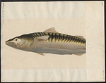 Atlantic mackerel (Scomber scombrus)