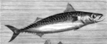 Atlantic mackerel (Scomber scombrus)