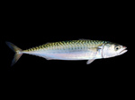 Atlantic mackerel (Scomber scombrus)