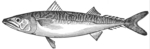 Atlantic mackerel (Scomber scombrus)