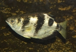 banded archerfish (Toxotes jaculatrix)